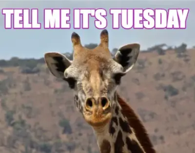 Funny tell me it's tuesday