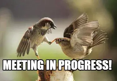 Funny  Meeting in progress!