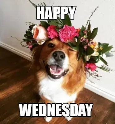 Funny Happy Wednesday