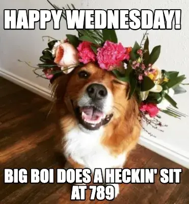 Happy wednesday! big boi does a heckin' sit at 789