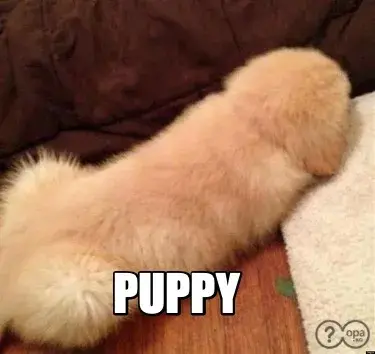 Funny  Puppy meme