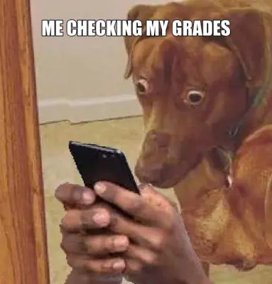 Dog Looking At Phone meme