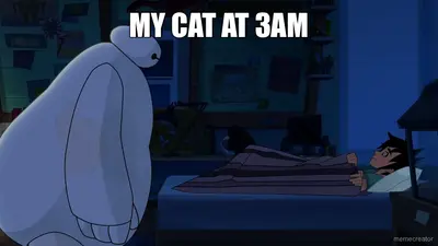 MY CAT AT 3AM meme