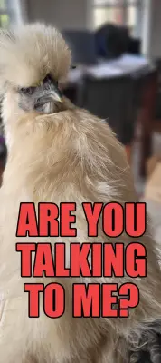 ARE YOU TALKING TO ME? meme