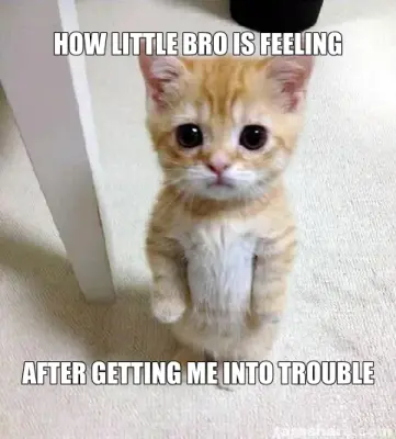 HOW LITTLE BRO IS FEELING - AFTER GETTING ME INTO TROUBLE meme