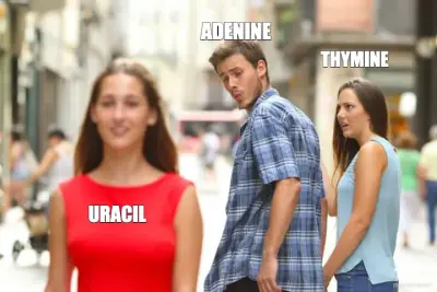 ADENINE - URACIL - THYMINE
