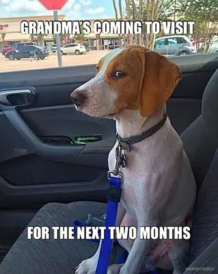 GRANDMA’S COMING TO VISIT  - FOR THE NEXT TWO MONTHS meme