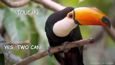 TOUCAN - YES, TWO CAN. meme