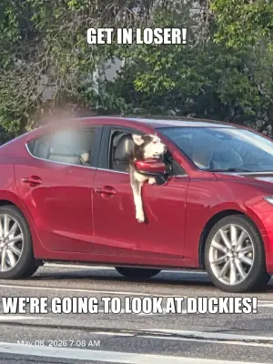 GET IN LOSER! - WE'RE GOING TO LOOK AT DUCKIES! meme