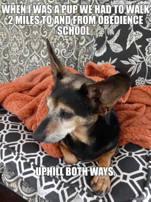 WHEN I WAS A PUP WE HAD TO WALK 2 MILES TO AND FROM OBEDIENCE SCHOOL,  - UPHILL BOTH WAYS. meme