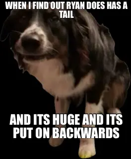WHEN I FIND OUT RYAN DOES HAS A TAIL - AND ITS HUGE AND ITS PUT ON BACKWARDS meme