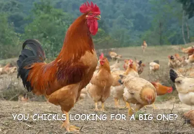 YOU CHICKLS LOOKING FOR A BIG ONE? meme