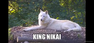 KING NIKAI meme
