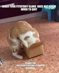 animalmem meme