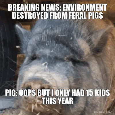 BREAKING NEWS: ENVIRONMENT DESTROYED FROM FERAL PIGS - PIG: OOPS BUT I ONLY HAD 15 KIDS THIS YEAR meme