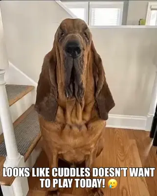 LOOKS LIKE CUDDLES DOESN’T WANT TO PLAY TODAY! 🥲 meme