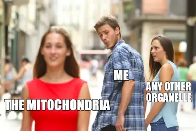 ANY OTHER ORGANELLE - ME - THE MITOCHONDRIA