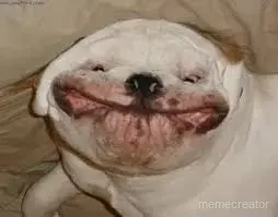 fat smiling dog meme meme