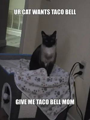 Ms harris meme