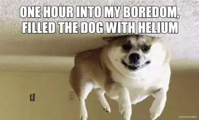ONE HOUR INTO MY BOREDOM, - FILLED THE DOG WITH HELIUM meme