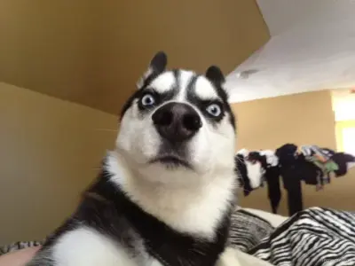 Dog meme meme