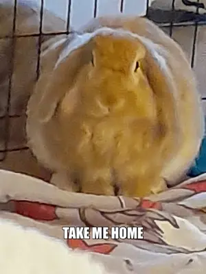 TAKE ME HOME meme