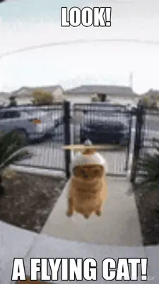 LOOK! - A FLYING CAT! meme