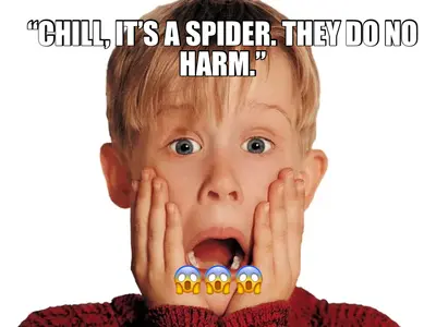 “CHILL, IT’S A SPIDER. THEY DO NO HARM.” - 😱😱😱 meme