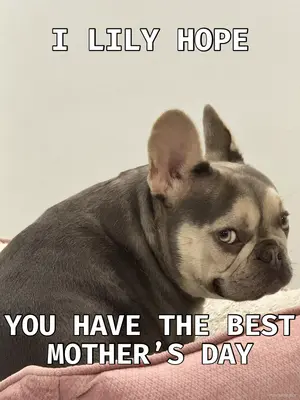 I LILY HOPE - YOU HAVE THE BEST MOTHER’S DAY meme