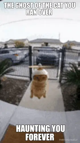 THE GHOST OF THE CAT YOU RAN OVER  - HAUNTING YOU FOREVER meme