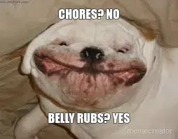 CHORES? NO - BELLY RUBS? YES meme