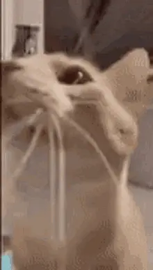 ihateragebait_cat meme