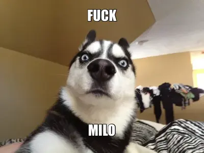 FUCK - MILO meme