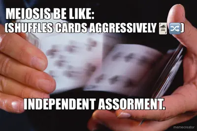 MEIOSIS BE LIKE: - (SHUFFLES CARDS AGGRESSIVELY🃏🔀) - INDEPENDENT ASSORMENT. meme