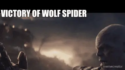 VICTORY OF WOLF SPIDER meme
