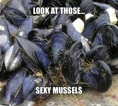 LOOK AT THOSE… - SEXY MUSSELS meme