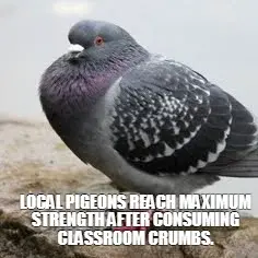 LOCAL PIGEONS REACH MAXIMUM STRENGTH AFTER CONSUMING CLASSROOM CRUMBS. meme