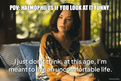 POV: HAEMOPHILUS IF YOU LOOK AT IT FUNNY meme