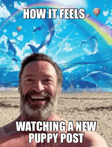 HOW IT FEELS - WATCHING A NEW PUPPY POST meme