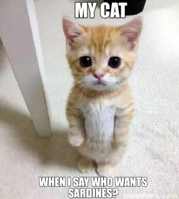 MY CAT - WHEN I SAY WHO WANTS SARDINES? meme