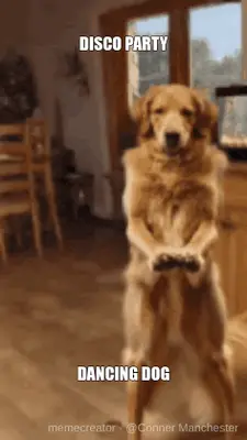 DISCO PARTY - DANCING DOG meme