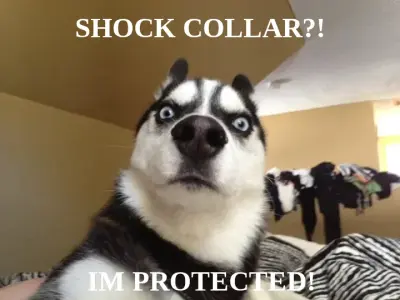 SHOCK COLLAR?! — IM PROTECTED! meme