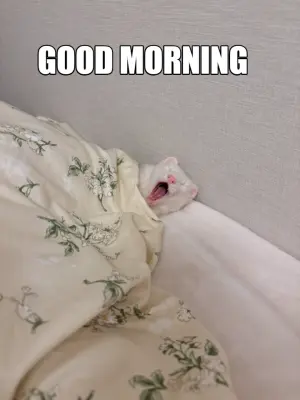 GOOD MORNING meme