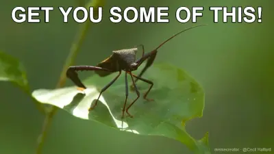GET YOU SOME OF THIS! meme