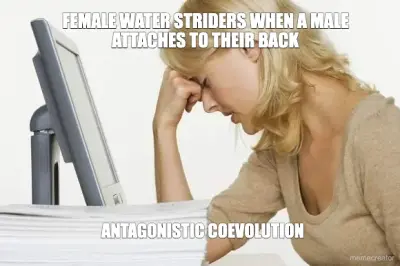 FEMALE WATER STRIDERS WHEN A MALE ATTACHES TO THEIR BACK - ANTAGONISTIC COEVOLUTION meme