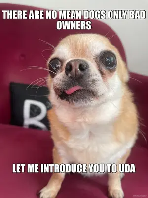 THERE ARE NO MEAN DOGS ONLY BAD OWNERS - LET ME INTRODUCE YOU TO UDA meme