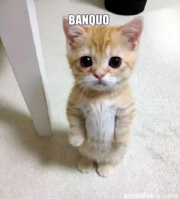 BANQUO meme