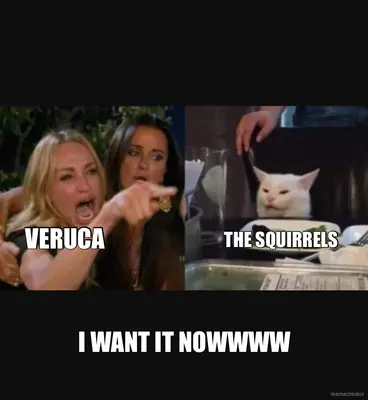 VERUCA - I WANT IT NOWWWW - THE SQUIRRELS meme