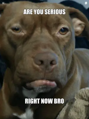 Are you serious rt now bro... meme