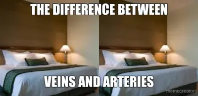 THE DIFFERENCE BETWEEN - VEINS AND ARTERIES meme
